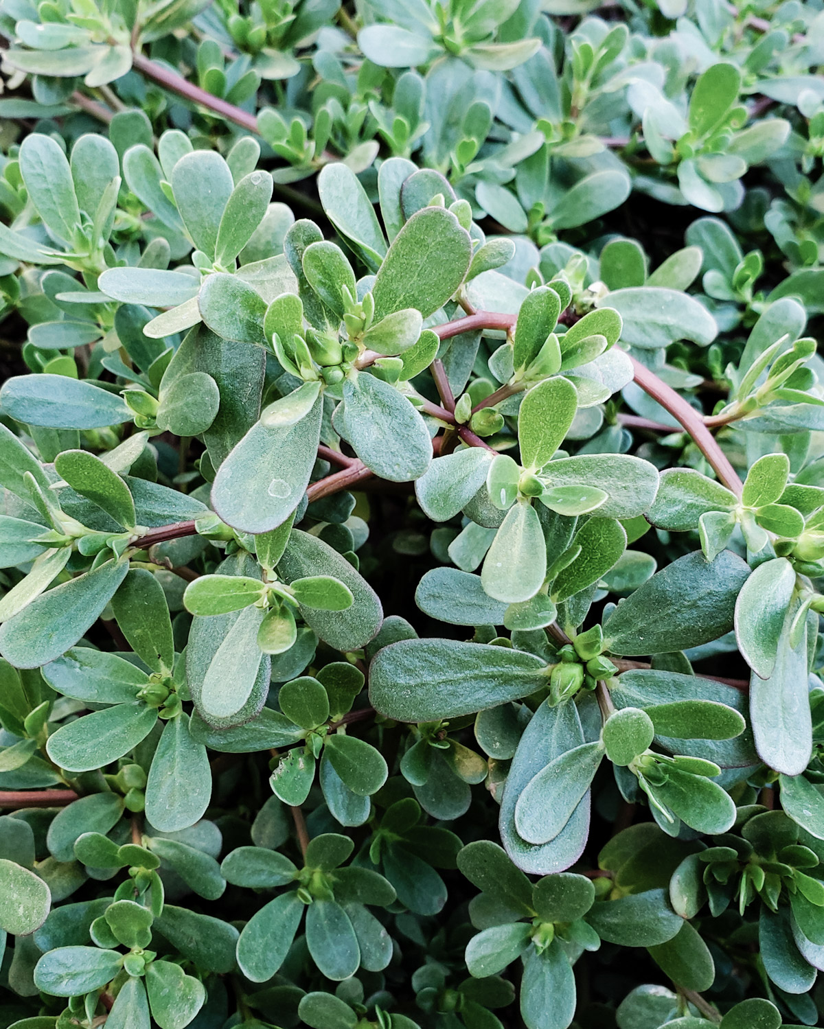 close up of purslane growing in my garden.